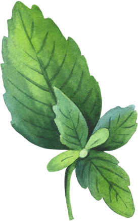 Watercolor mint leaf